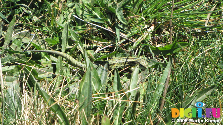 SX04379 Female Common or Viviparous Lizard (Lacerta vivipara)